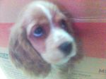 kiwi pup~0.jpg